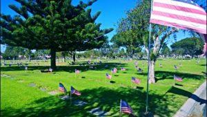 Veterans Day flags at Ivy Lawn Cemetery